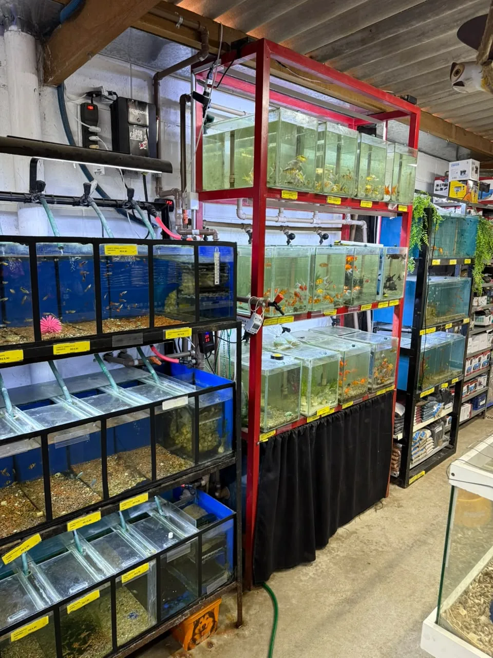 Aquários no setor de peixes ornamentais da Agromar