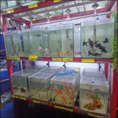 Aquários com peixes ornamentais na Agromar