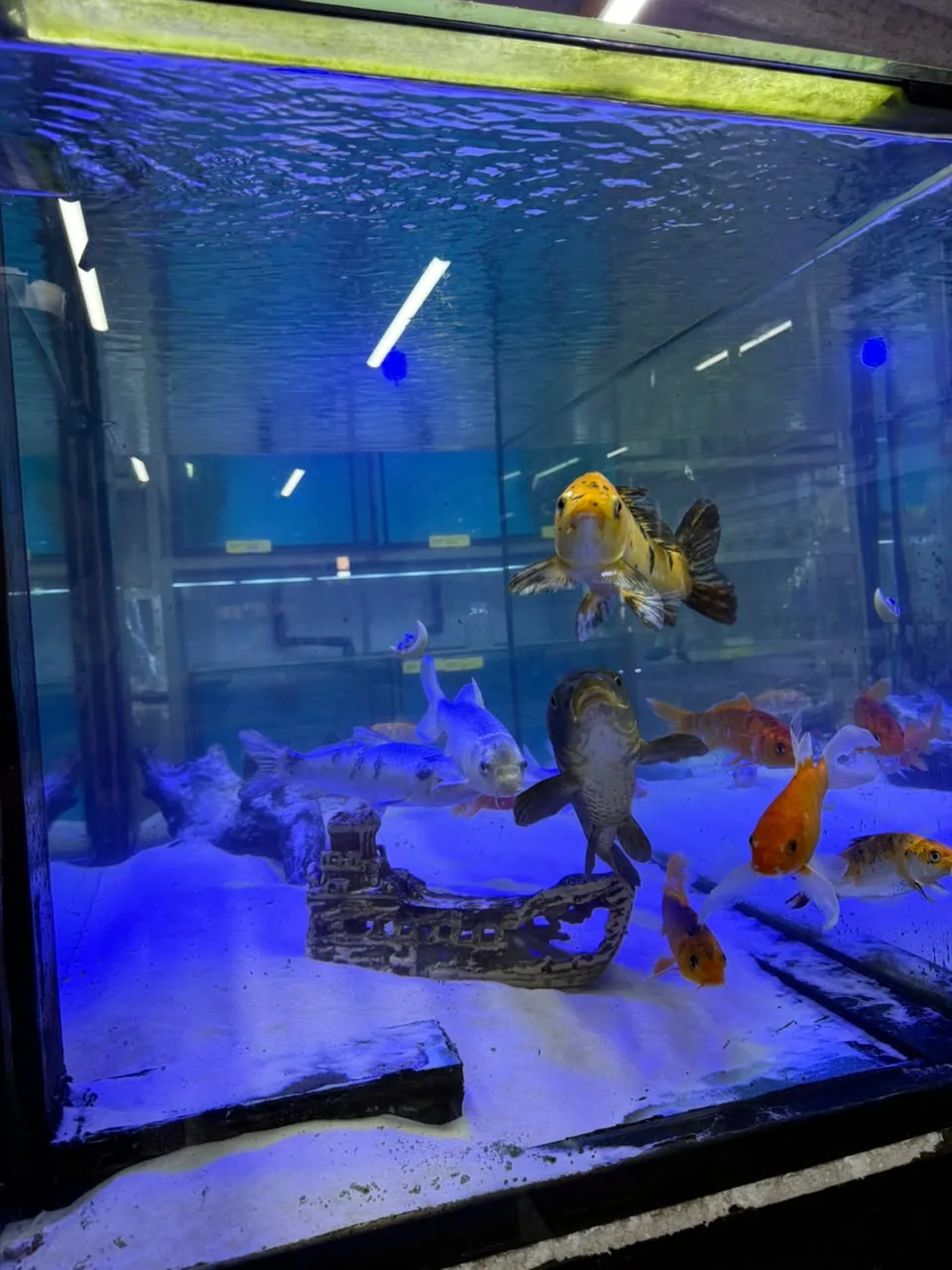 Peixes ornamentais nadando em um aquário da Agromar