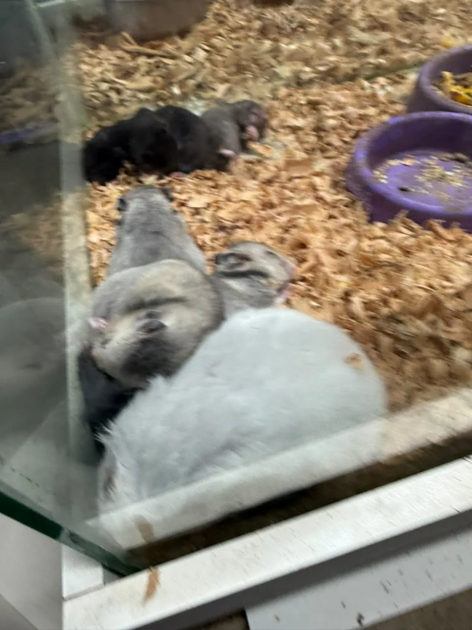 Hamsters no setor de pequenos animais da Agromar